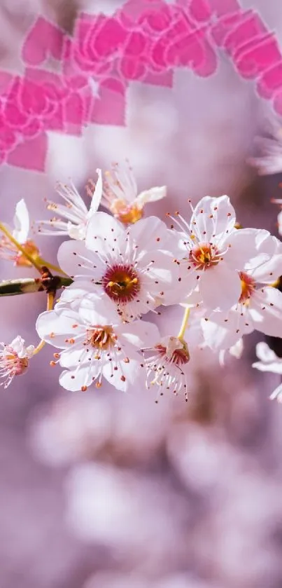 Cherry blossoms with a soft pink backdrop, featuring delicate petals and floral elegance.