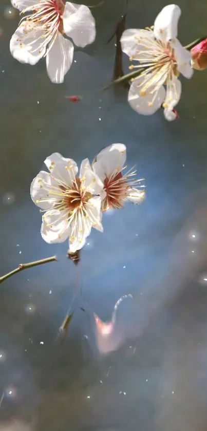 Delicate cherry blossoms against a dreamy sky background.