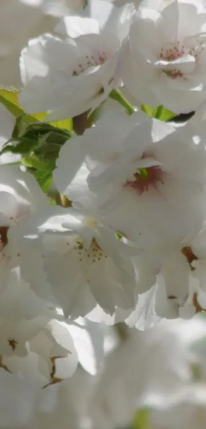 Close-up of elegant white cherry blossoms in soft focus.