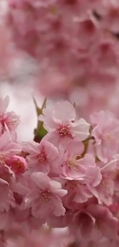 Cherry blossom flowers in full bloom, offering a tranquil and vibrant view.