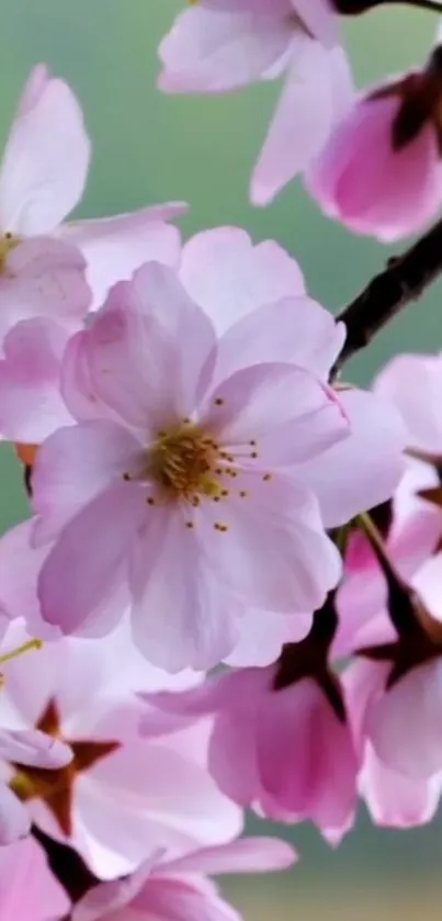 Cherry blossoms with pink petals on a branch.