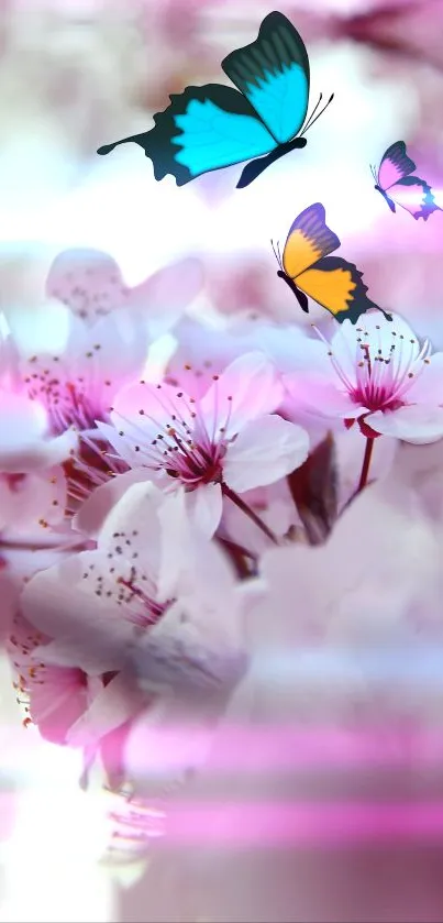 Cherry blossoms in full bloom, soft pink hues.