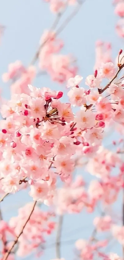 Cherry blossoms against a serene blue sky