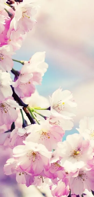 Cherry blossom branch with pink flowers in bloom.