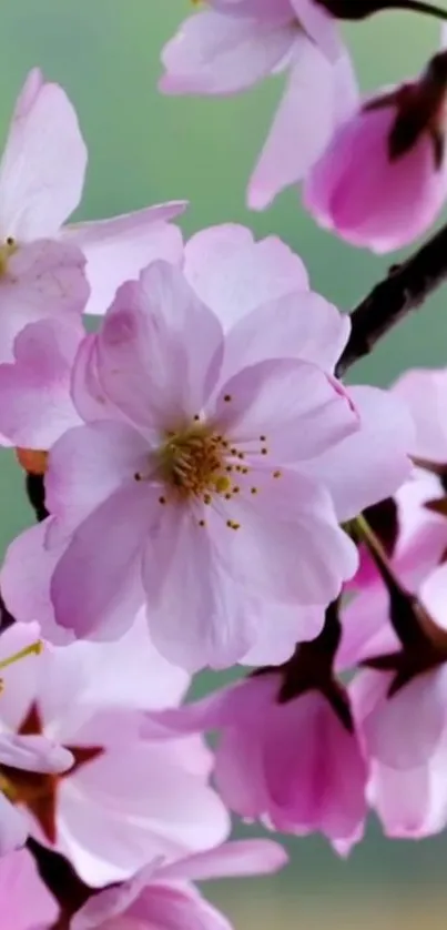Pink cherry blossoms on branches with a soft, green blurred background.