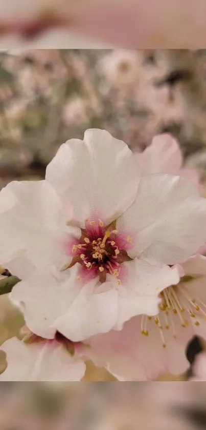 Cherry blossom wallpaper with soft pink hues.