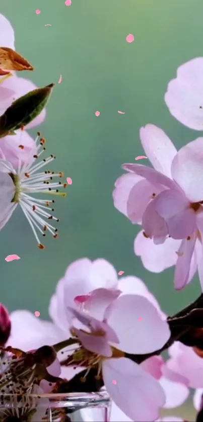 Cherry blossoms in pink against a green background.