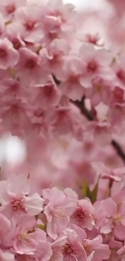 Cherry blossom branches with pink flowers.