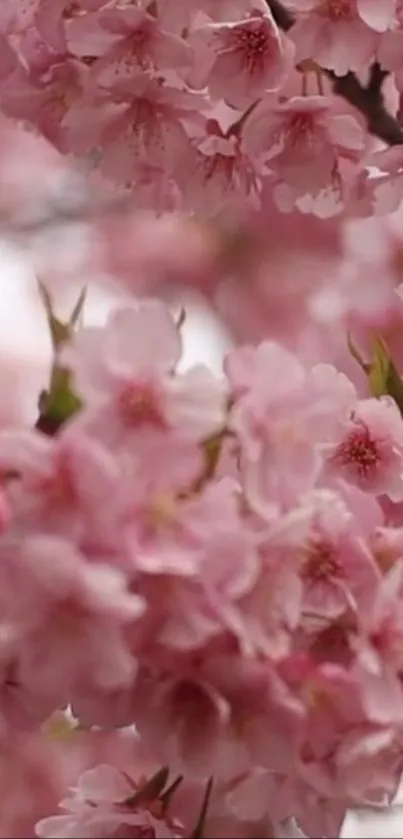 Mobile wallpaper featuring cherry blossoms in soft pink hues.