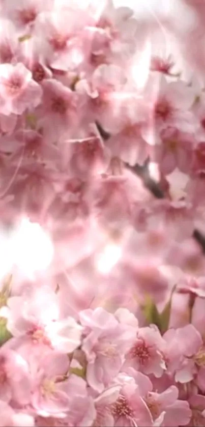 Cherry blossoms in full bloom with soft pink petals.