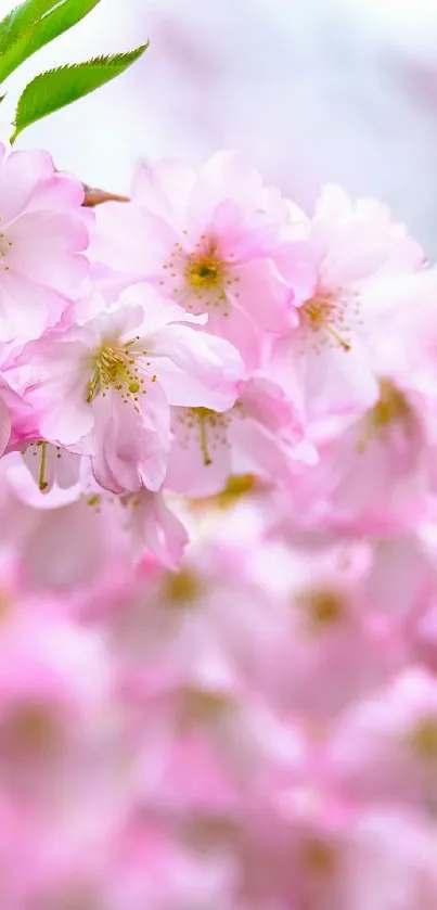 Cherry blossoms in full bloom, pink petals close-up.