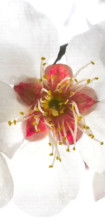 White and pink cherry blossoms on a branch against a soft sky.