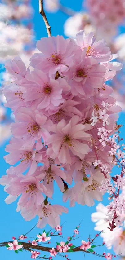 Pink cherry blossoms bloom against a vibrant blue sky.