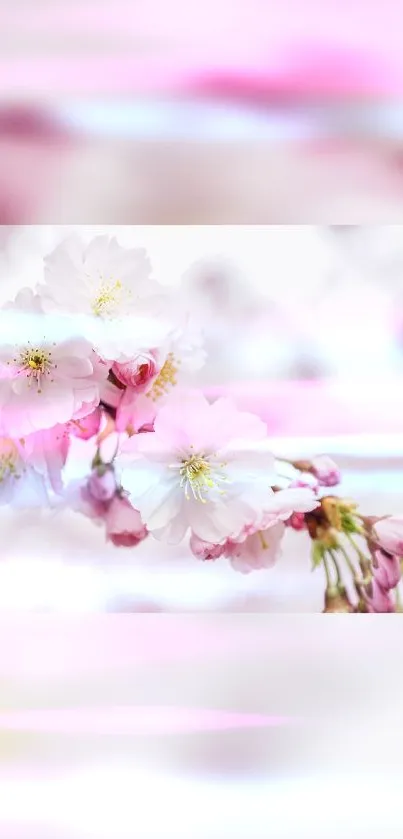 A close-up of blooming pink cherry blossoms with soft white petals.