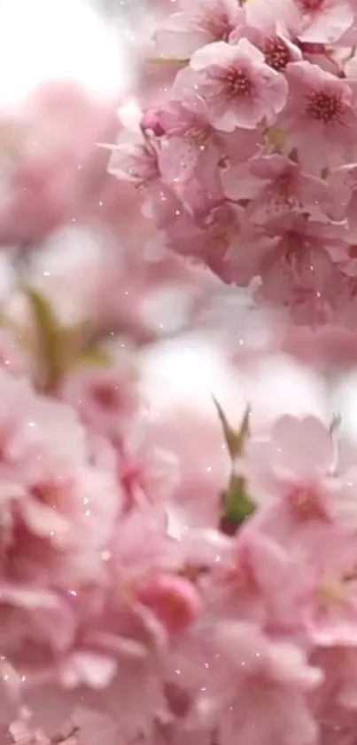 Cherry blossoms mobile wallpaper with pink petals.