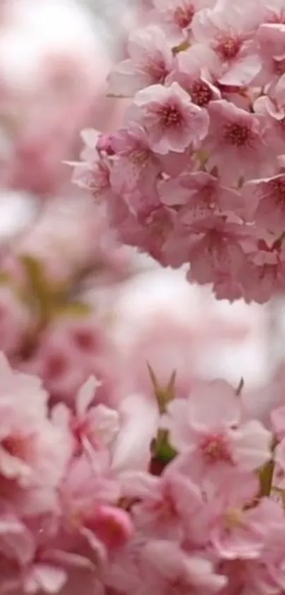 Light pink cherry blossoms mobile wallpaper, ideal for nature lovers.