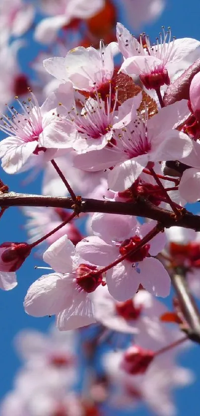 Cherry blossom branches with pink flowers against a clear blue sky.