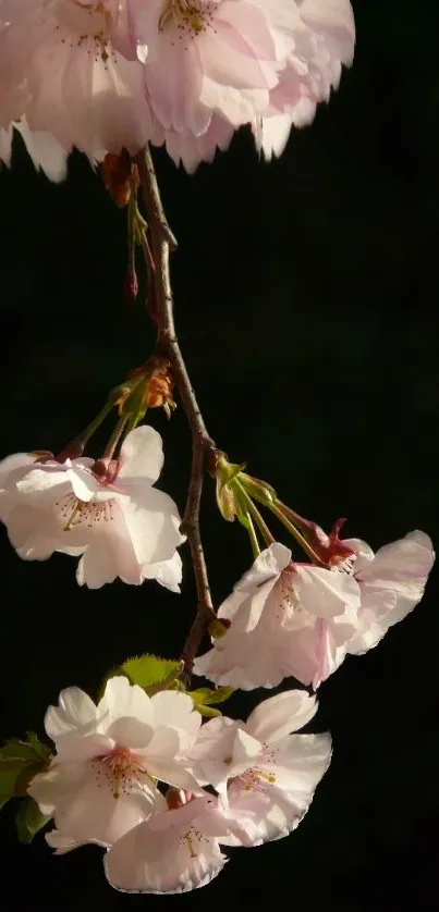 Cherry blossom branch with pink flowers against a dark green background.