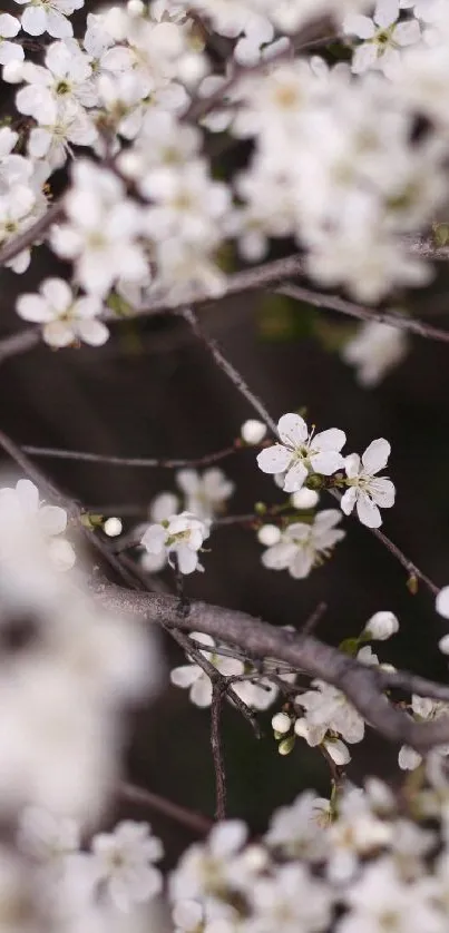 Cherry blossoms on branch mobile wallpaper.