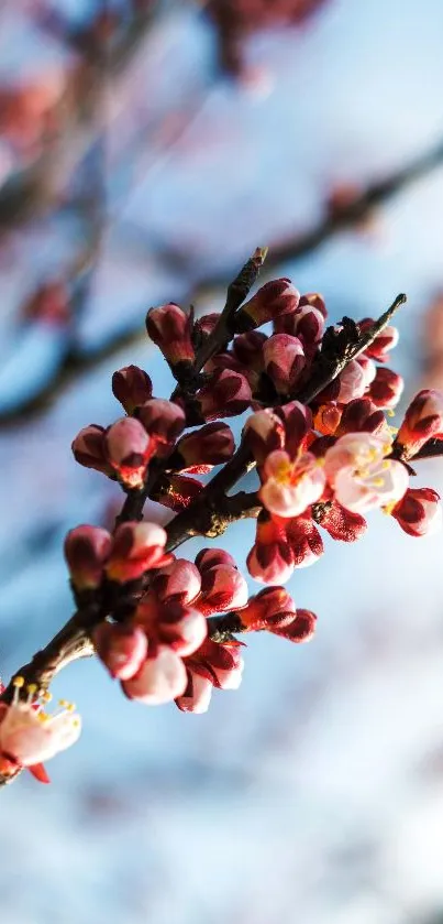 Cherry blossoms with vibrant pink flowers set against a clear blue sky.