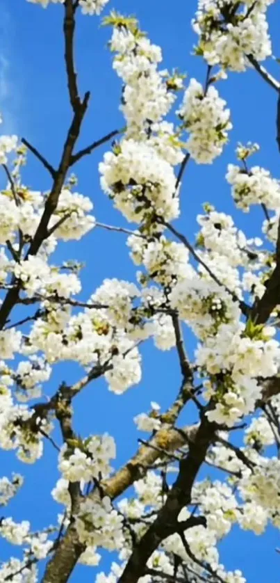 Cherry blossom branches against a clear blue sky.