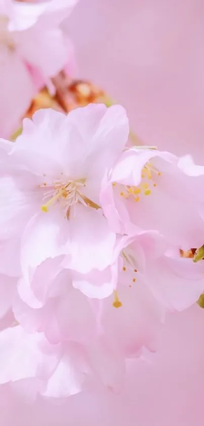 Delicate pink cherry blossoms on a mobile wallpaper background.