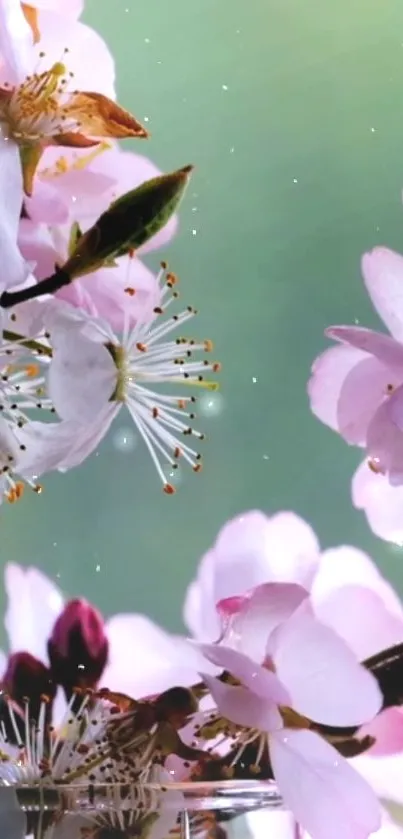 Cherry blossoms with pink petals on a green background for mobile wallpaper.