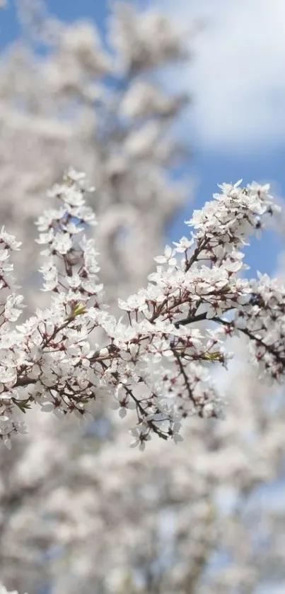 Cherry blossoms against a clear blue sky, perfect mobile wallpaper.