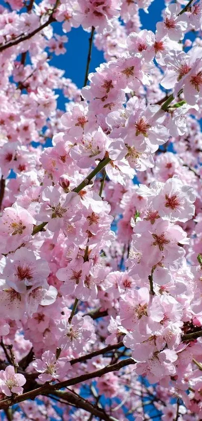 Cherry blossom tree against a bright blue sky, full of pink and white flowers.