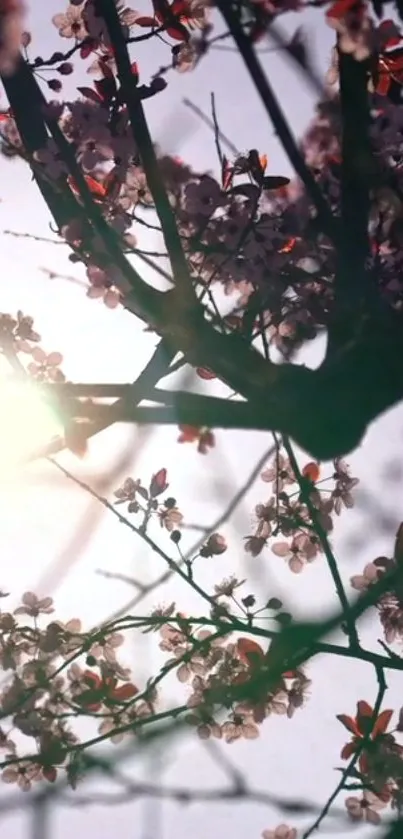 Cherry blossoms on branches with sunlight background.