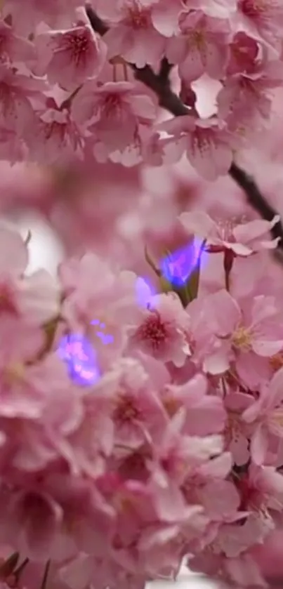 Close-up of pink cherry blossoms with branches in background.