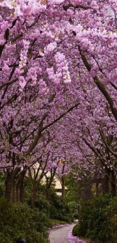 Mobile wallpaper of a path under cherry blossom trees.