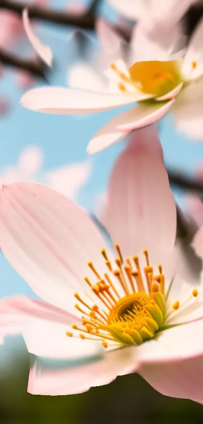 Close-up of delicate pink and white flowers in full bloom on a mobile wallpaper.