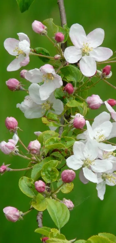 White and pink cherry blossoms on green background wallpaper.