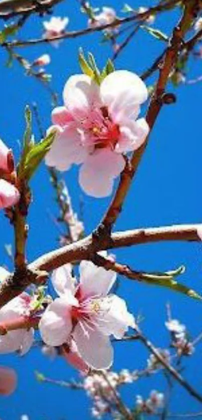 Peach blossoms on a tree against a bright blue sky background.