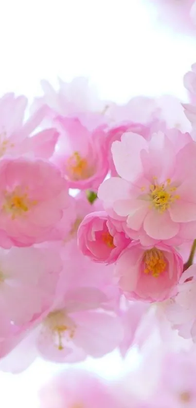 Pink cherry blossom flowers in full bloom.