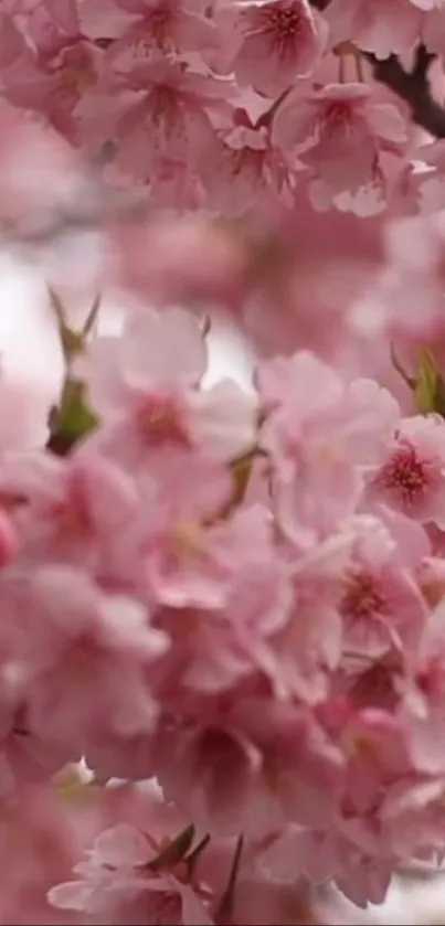 Pink cherry blossoms in full bloom, creating a serene springtime aesthetic.