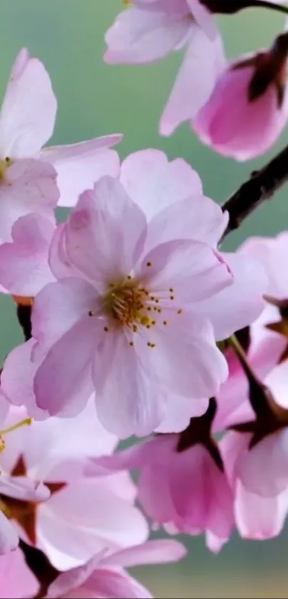 Beautiful cherry blossoms with pink hues in spring.