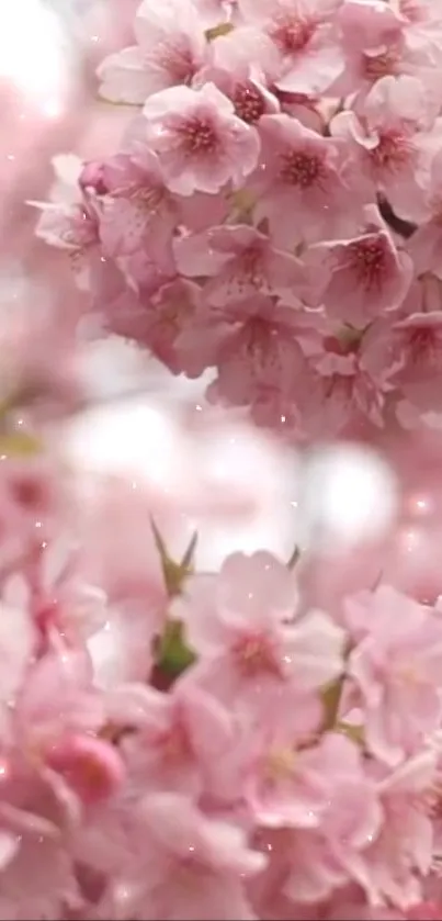 Delicate pink cherry blossoms in full bloom on a mobile wallpaper background.