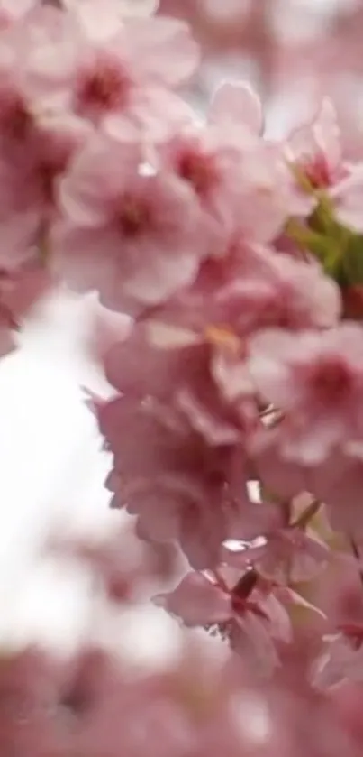 Pink cherry blossoms close-up wallpaper.