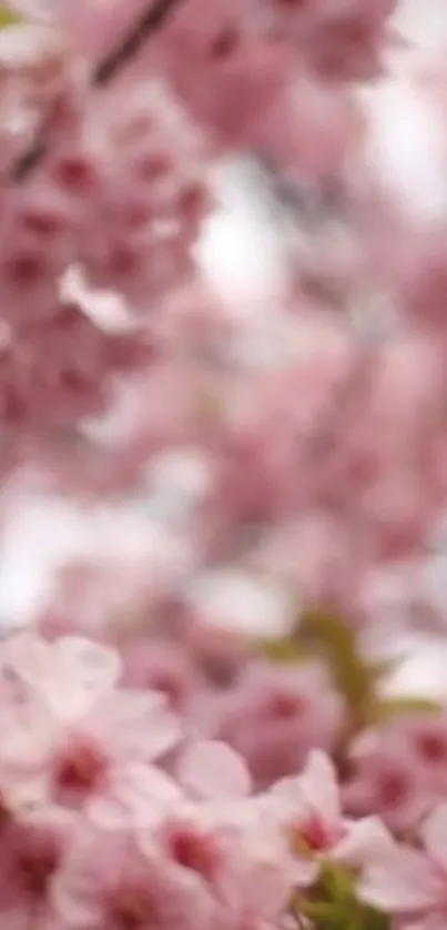 Soft focus cherry blossom branches with pink flowers.