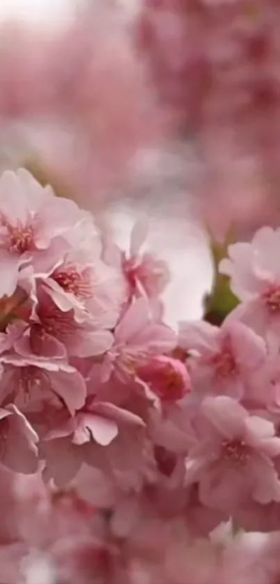 Pink cherry blossoms in full bloom.