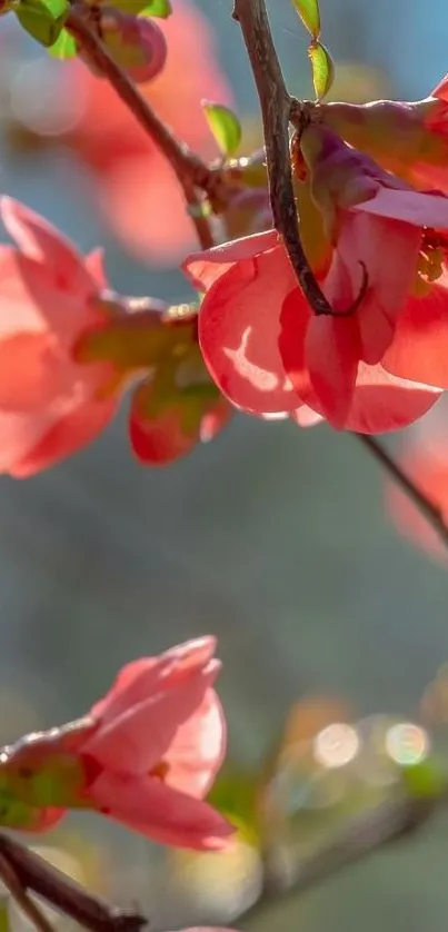 Close-up of pink blooms on branches with blurred background.