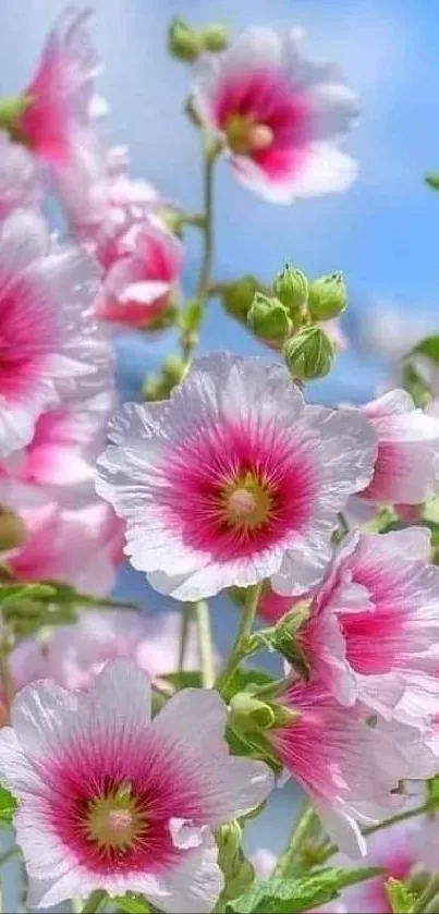 Close-up of pink flowers against a blue sky, creating a lively mobile wallpaper.