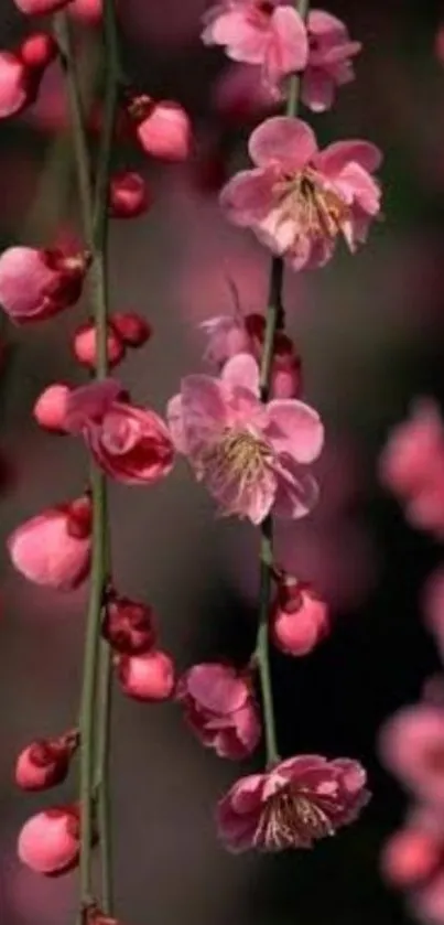 Vibrant pink blossom flowers on an elegant, nature-inspired wallpaper.