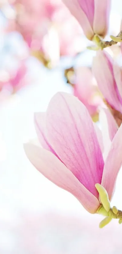 Pink magnolia flowers in soft focus, elegant mobile wallpaper.