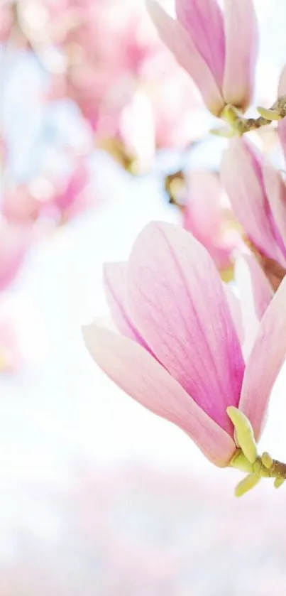 Pink magnolia flowers in full bloom, capturing the essence of spring.