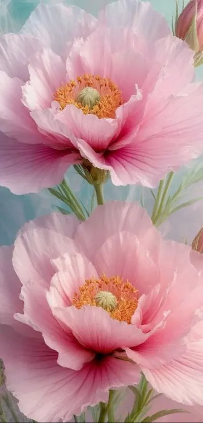 Beautiful pink peony flowers in bloom.