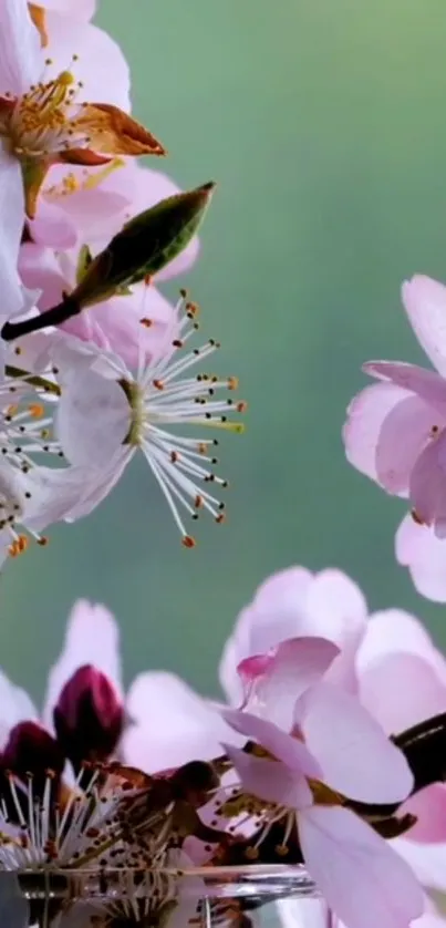 Mobile wallpaper with pink blossoms on a green background.