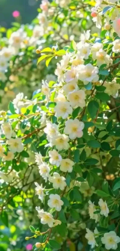 Blooming white flowers with lush green leaves on a sunny day.